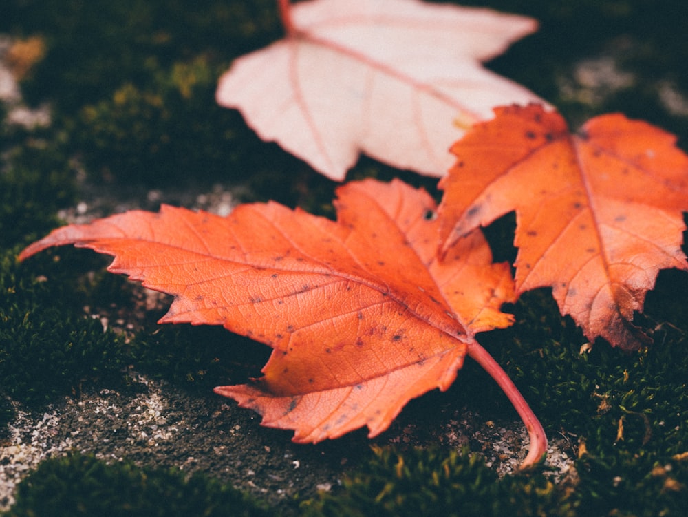 closeup photo of maple leaves