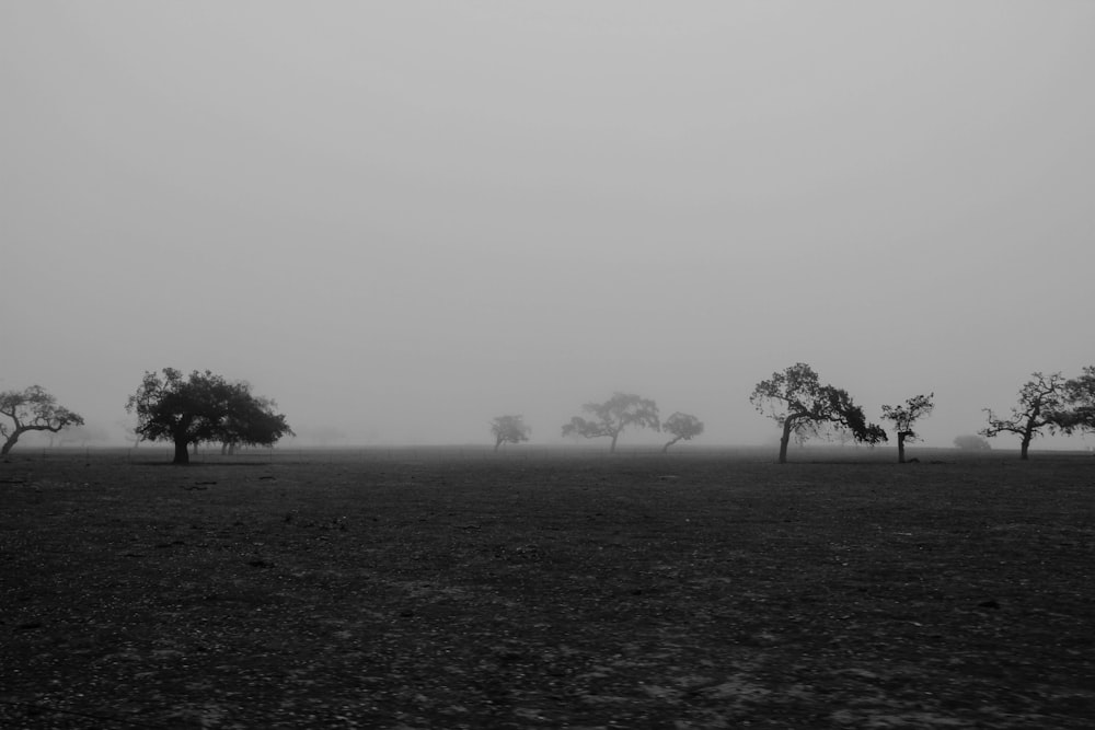 Foto de paisaje de árboles bajo fondo de niebla