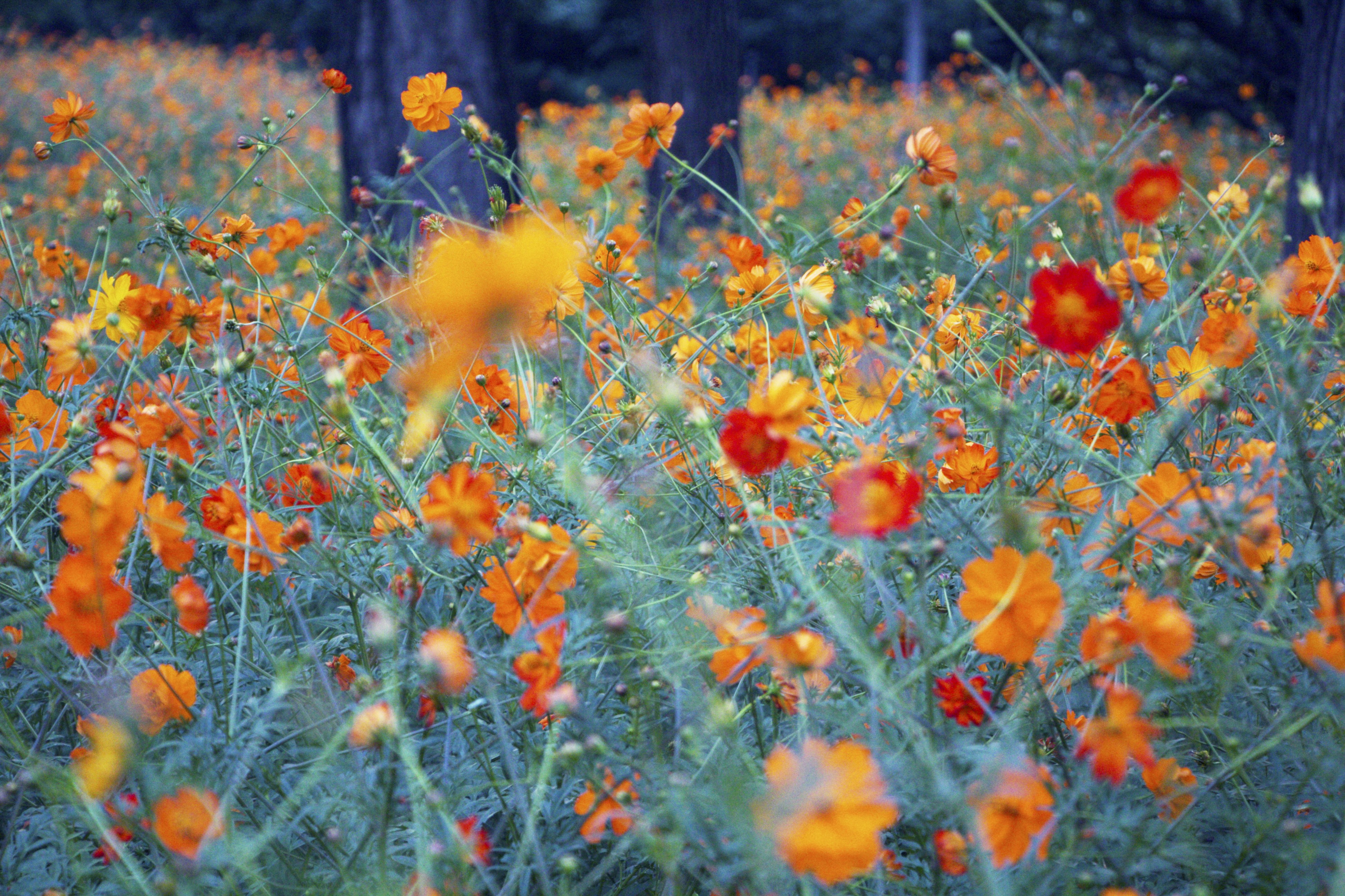 Free Unsplash photo from Barbara Xia