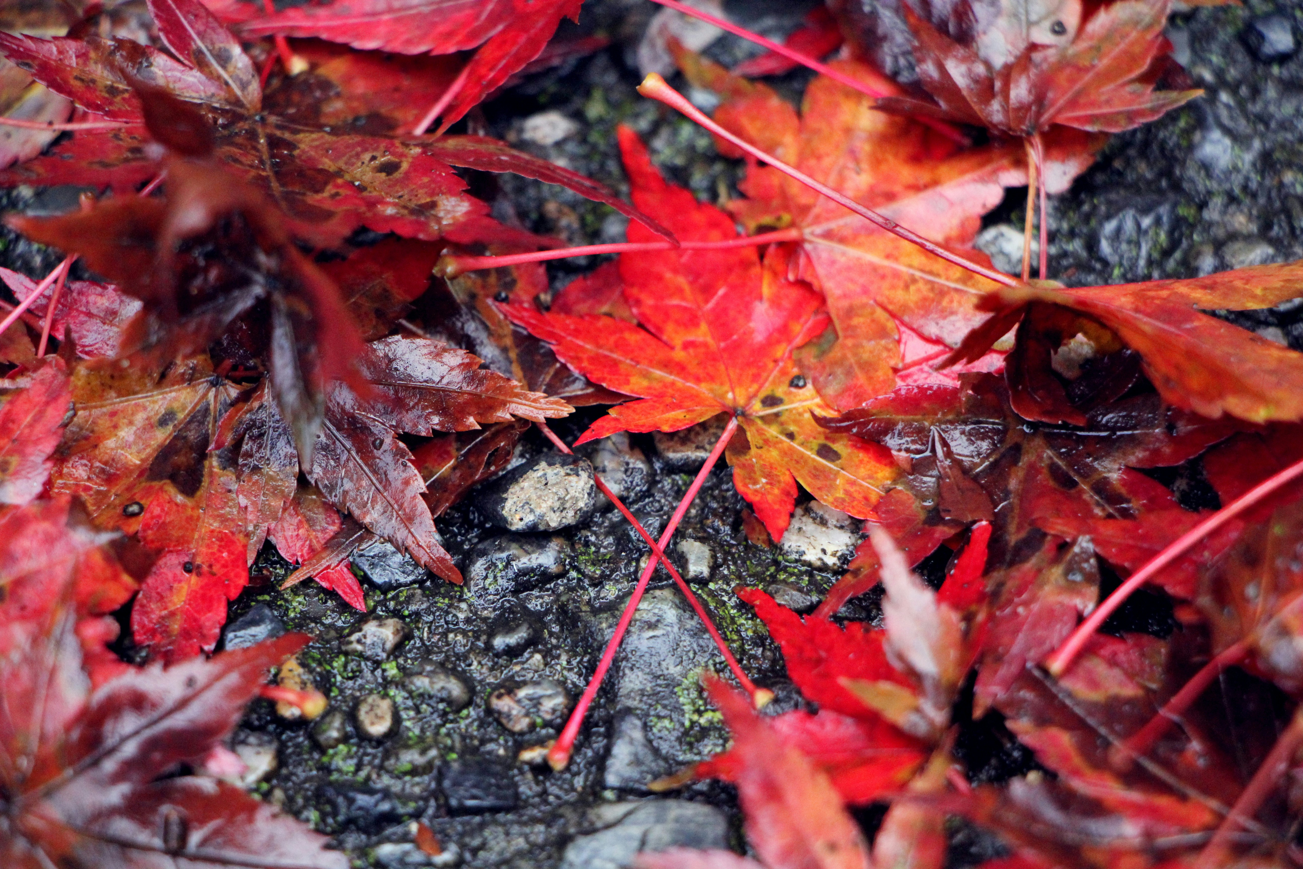 Free Unsplash photo from Barbara Xia