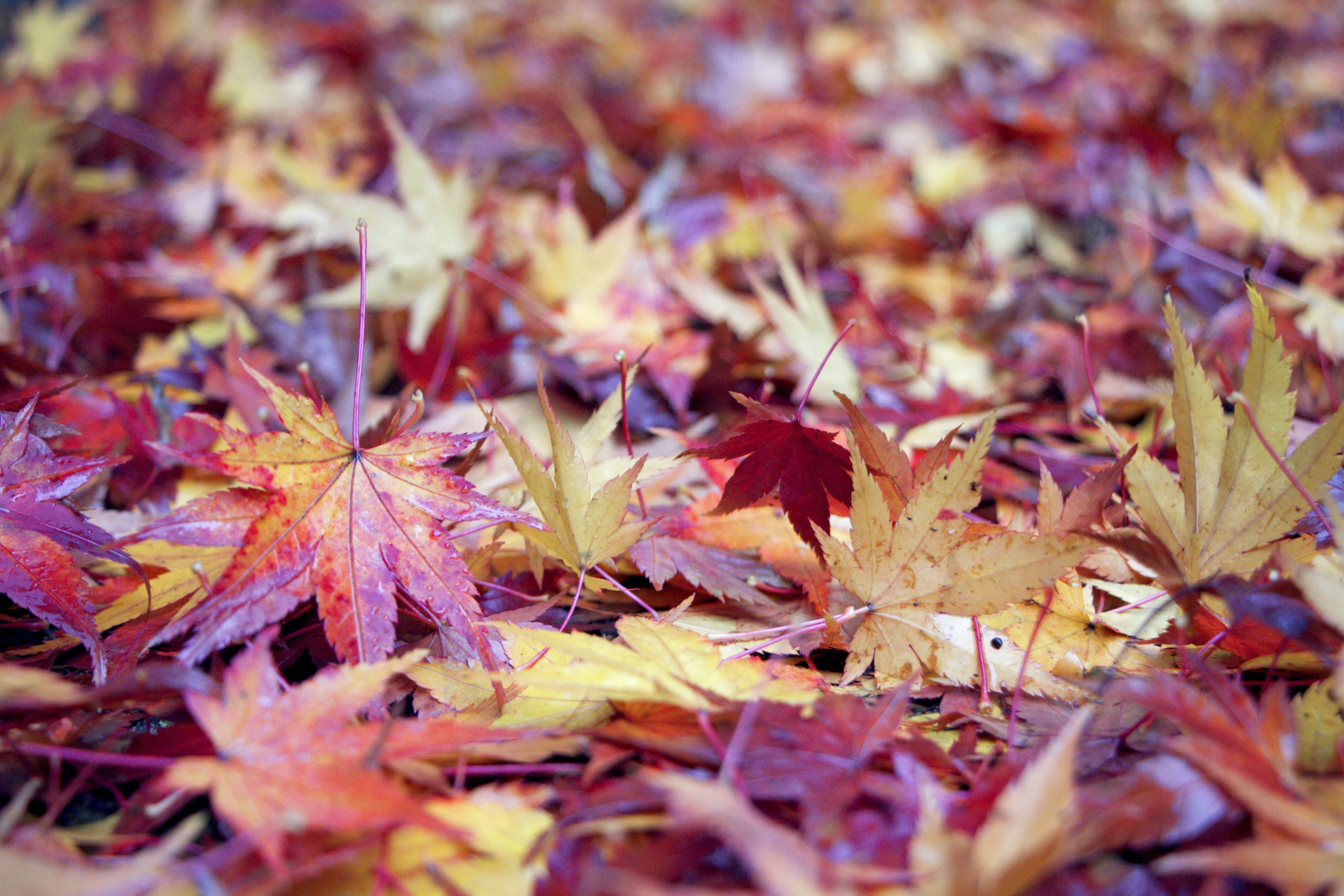 Free Unsplash photo from Barbara Xia