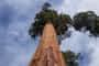 The Last Tree deforestation stories