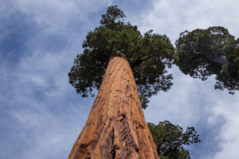 low angle of tall tree