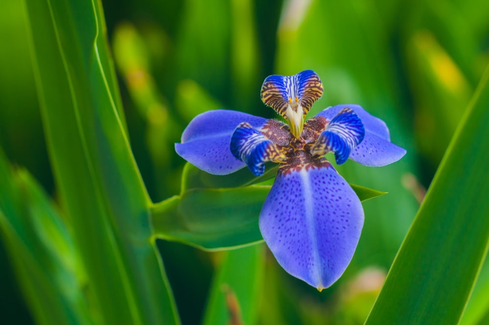 blue flower