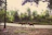 A peaceful trail winding through a sunlit forest with two donkeys walking alongside happy hikers.