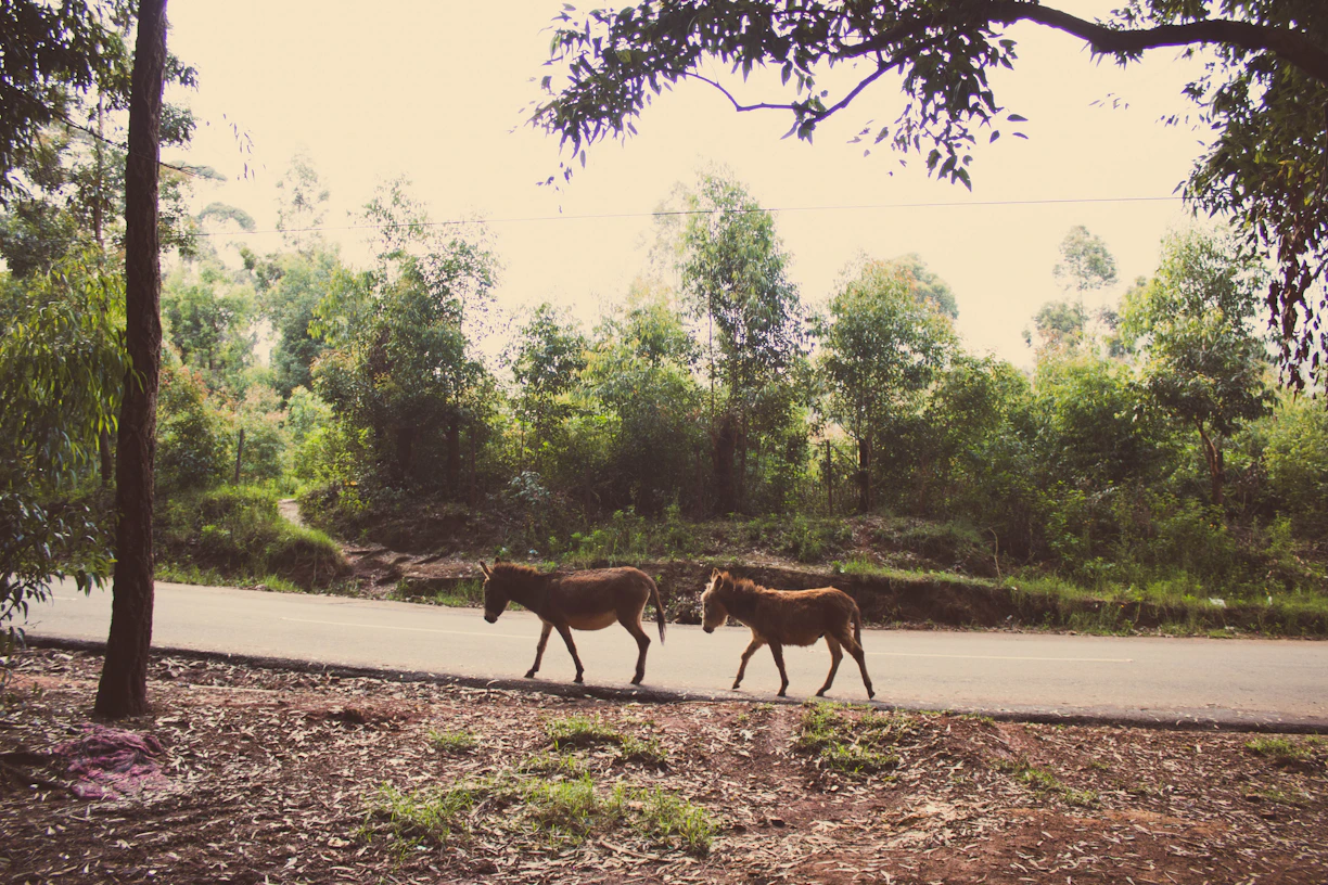 Two gentle donkeys walking along a forest path with their human companions on a sunny day.
