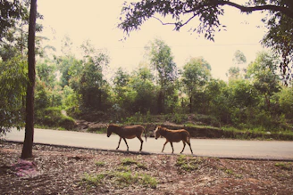 Two gentle donkeys walking along a forest path with their human companions on a sunny day.