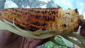 A grilled corn on the cob is held in someone's hand. The corn is charred, showcasing a mix of golden yellow and dark brown hues with husks partially peeled back.