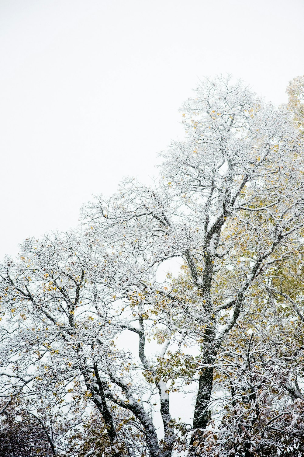 árvore coberta de neve durante o dia