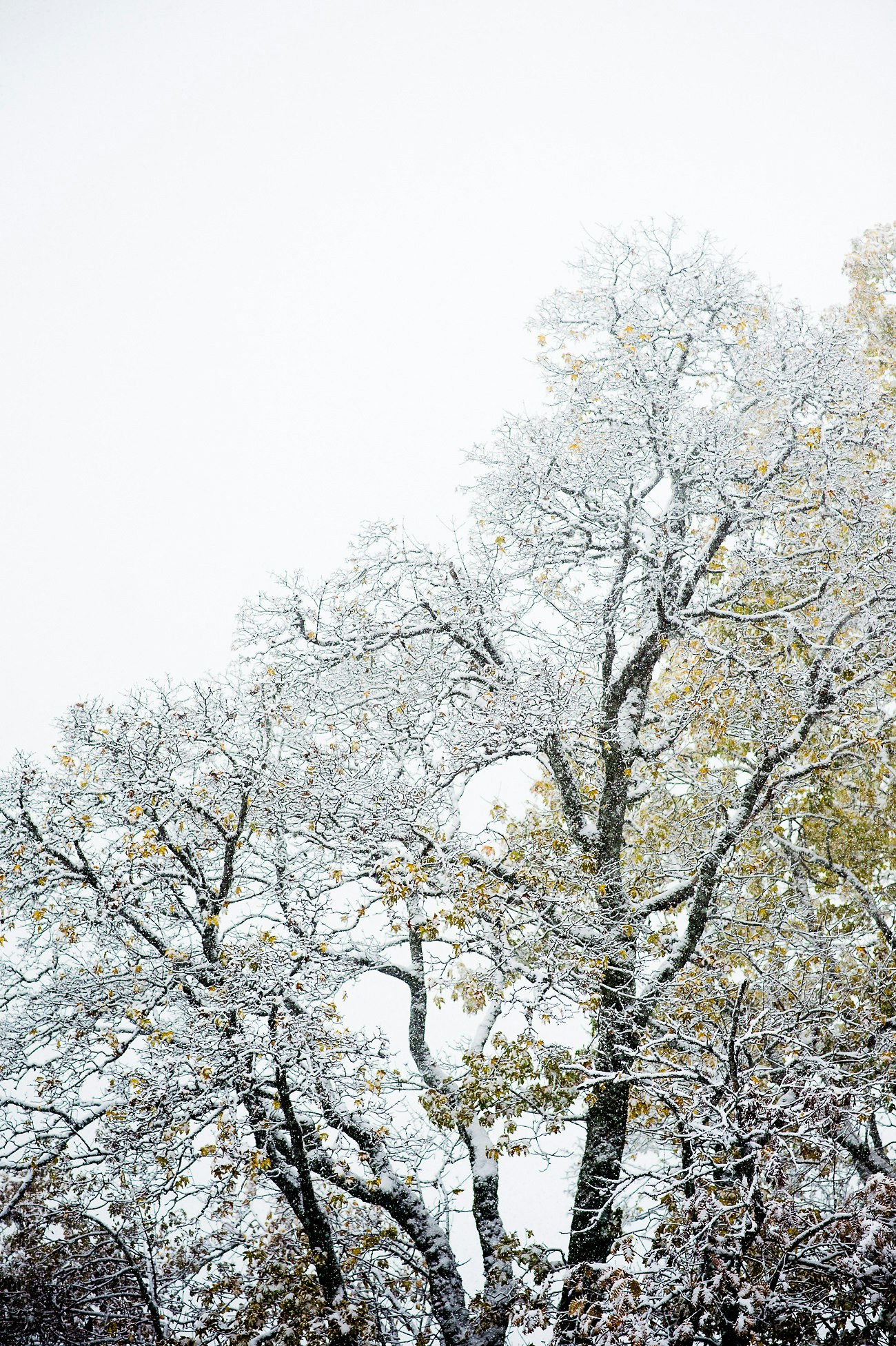 Nikon D4 + Nikon AF-S Nikkor 85mm F1.8G sample photo. Snow-covered tree during daytime photography