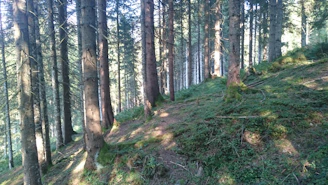 A serene pine forest in Nõmme with soft sunlight filtering through the green canopy.