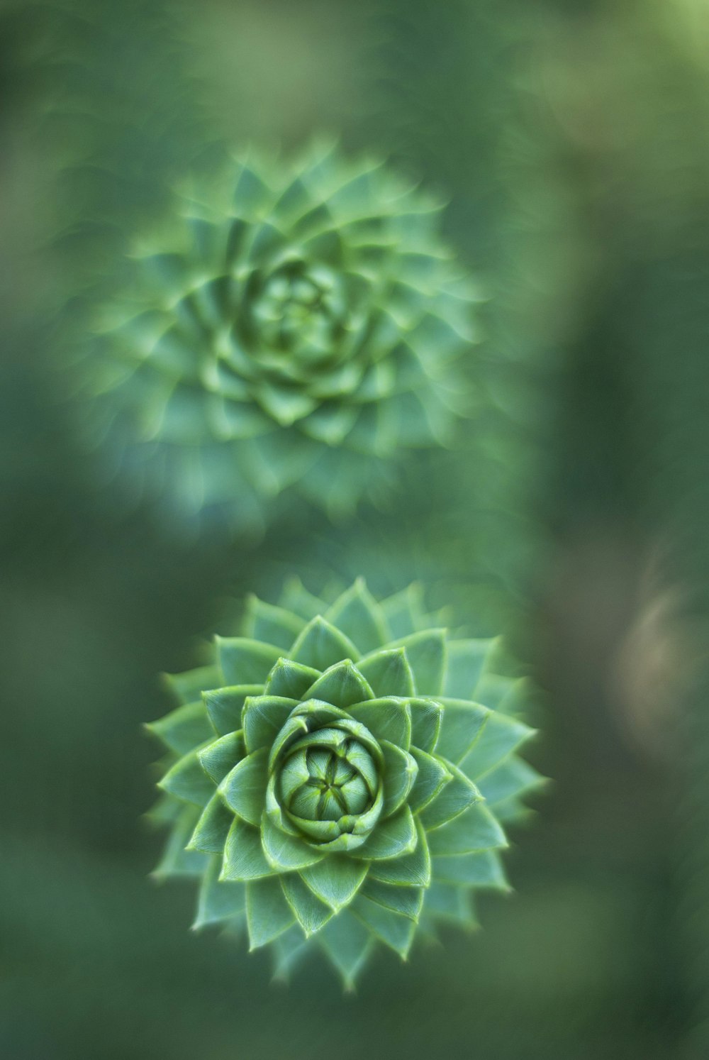 selective focus photography of green succulent plant