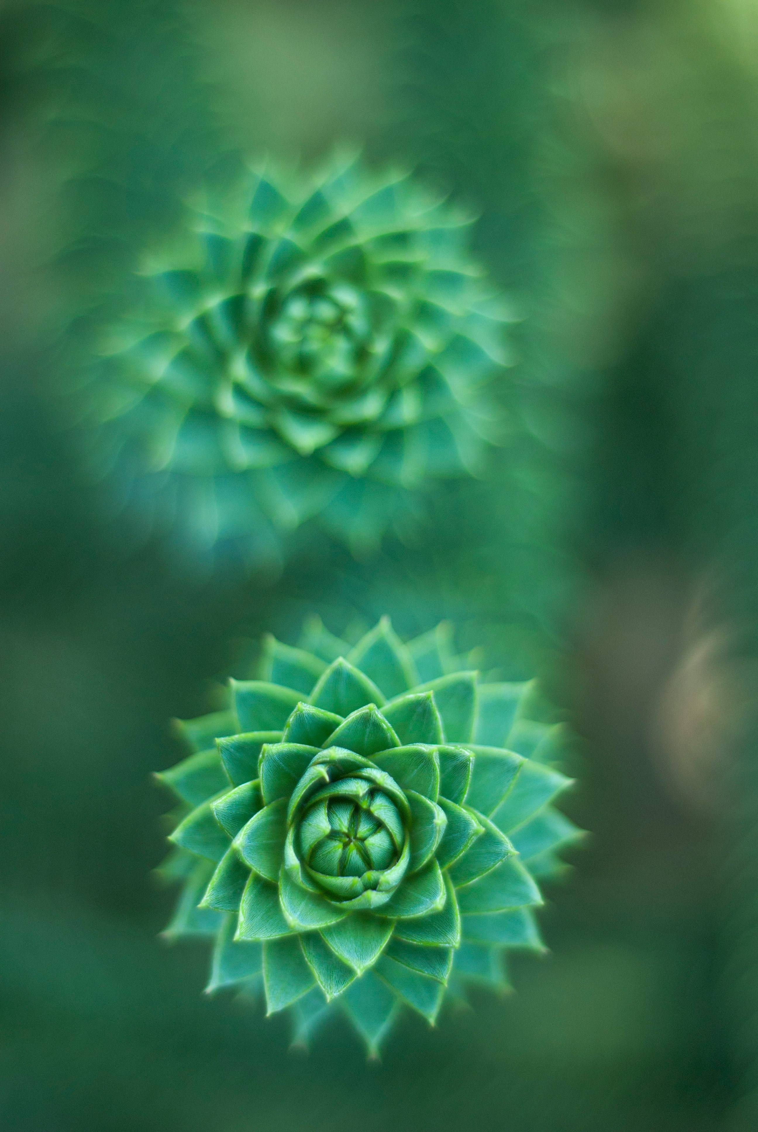 selective focus photography of green succulent plant