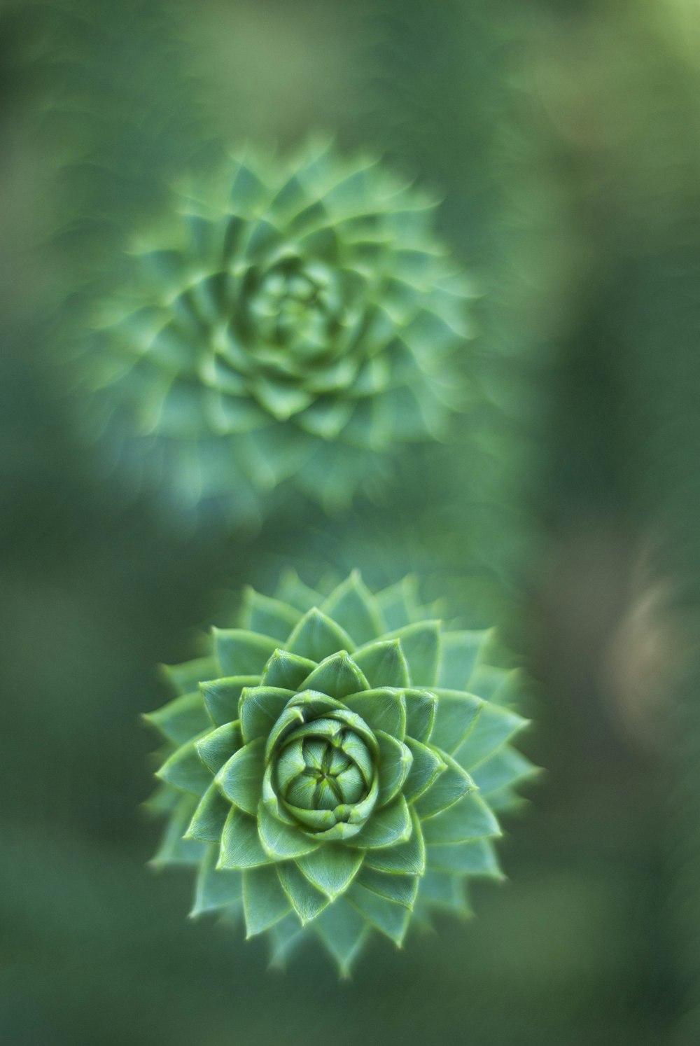 Selektive Fokusfotografie einer grünen Sukkulente
