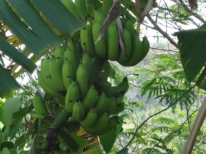 Bunches of ripe G9 bananas hanging on a tree under soft sunlight in a lush green farm.