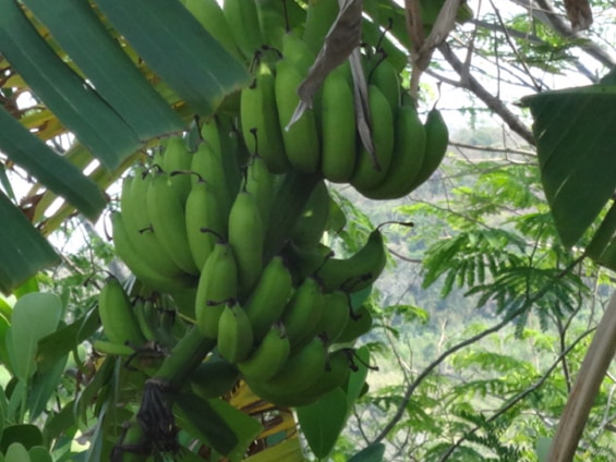Bunches of ripe G9 bananas hanging on a tree under soft sunlight in a lush green farm.
