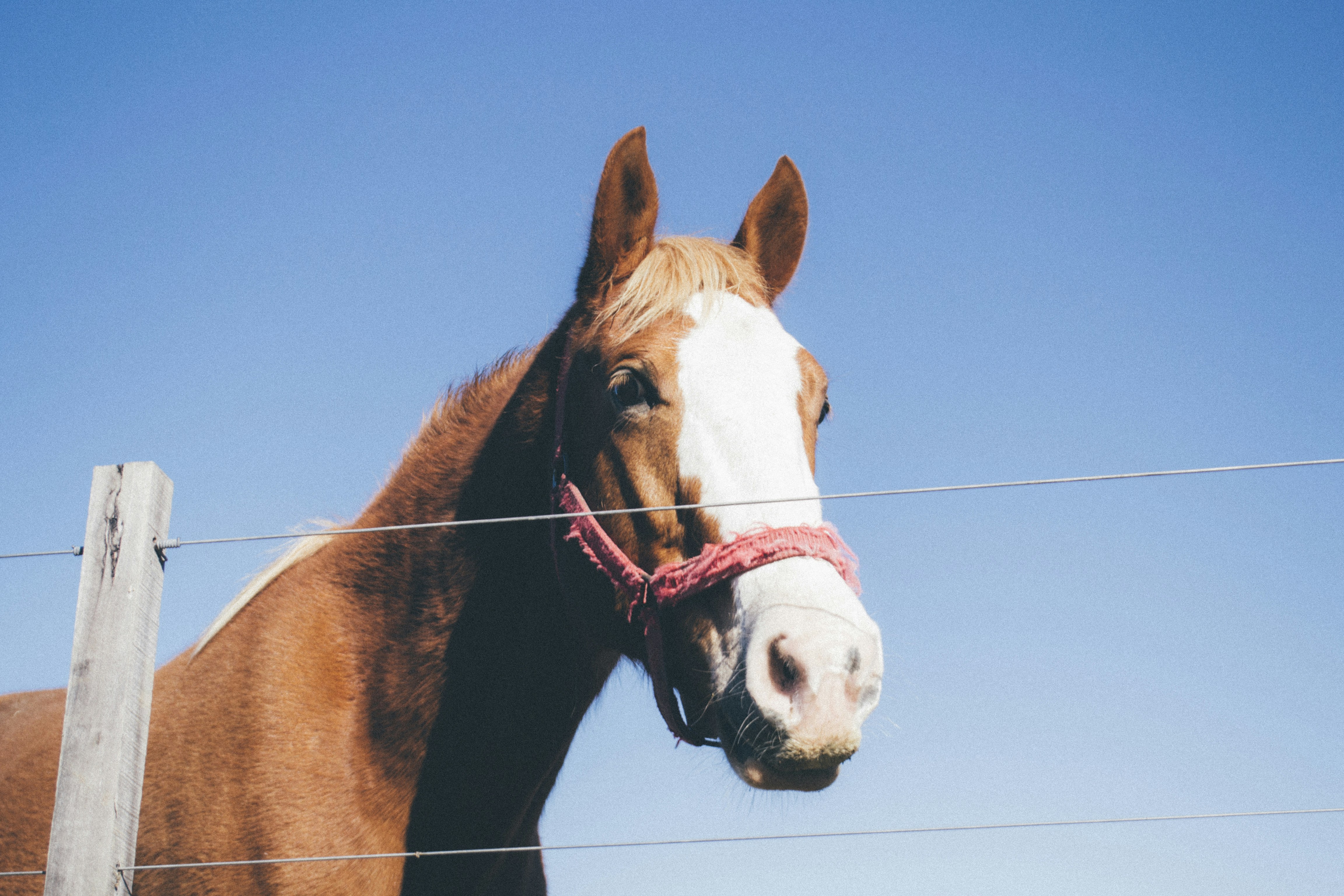 Free Unsplash photo from Felipe Benoit Photography