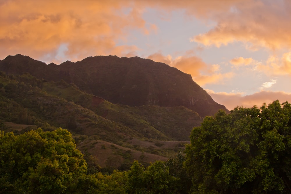 mountain surrounded by trees