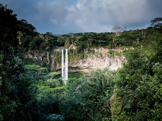 waterfall surrounded with trees