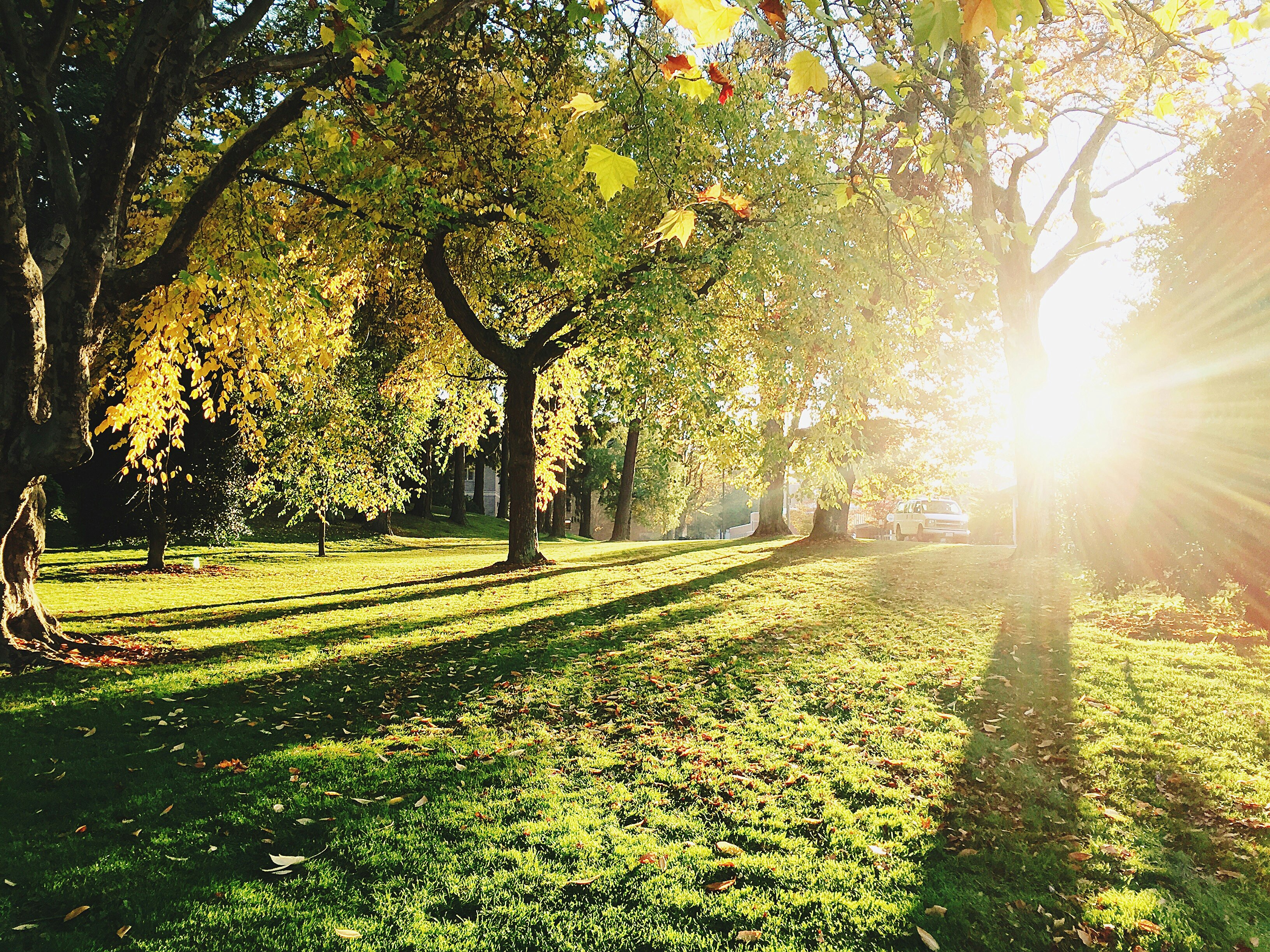 green trees during daytime