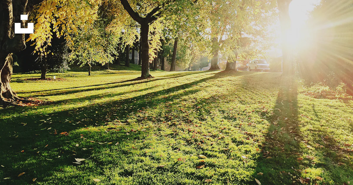 Daytime Tree Green trees during daytime photo – Free Tree Image on Unsplash