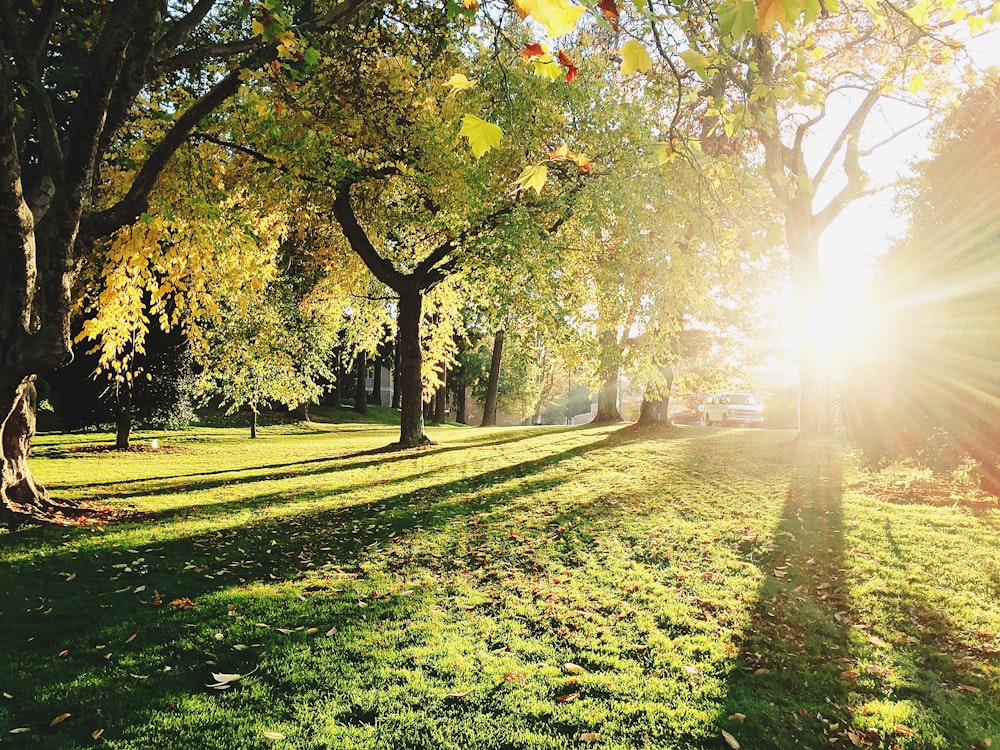 alberi verdi durante il giorno