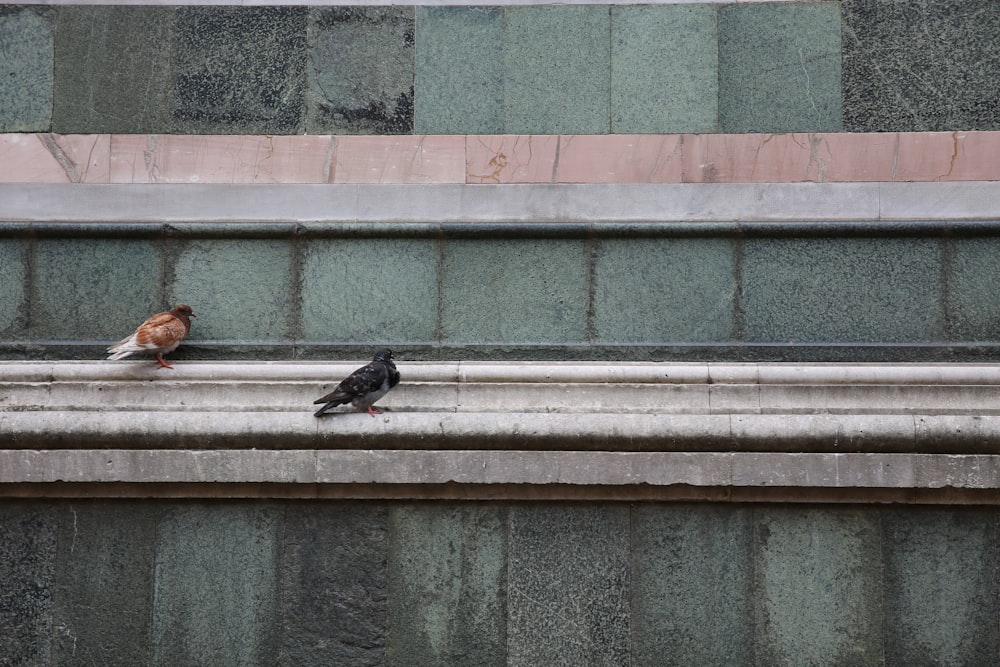photo of two brown and black pigeons