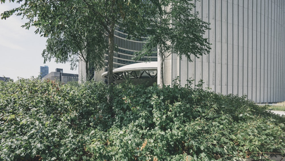 green leafed tree and plants