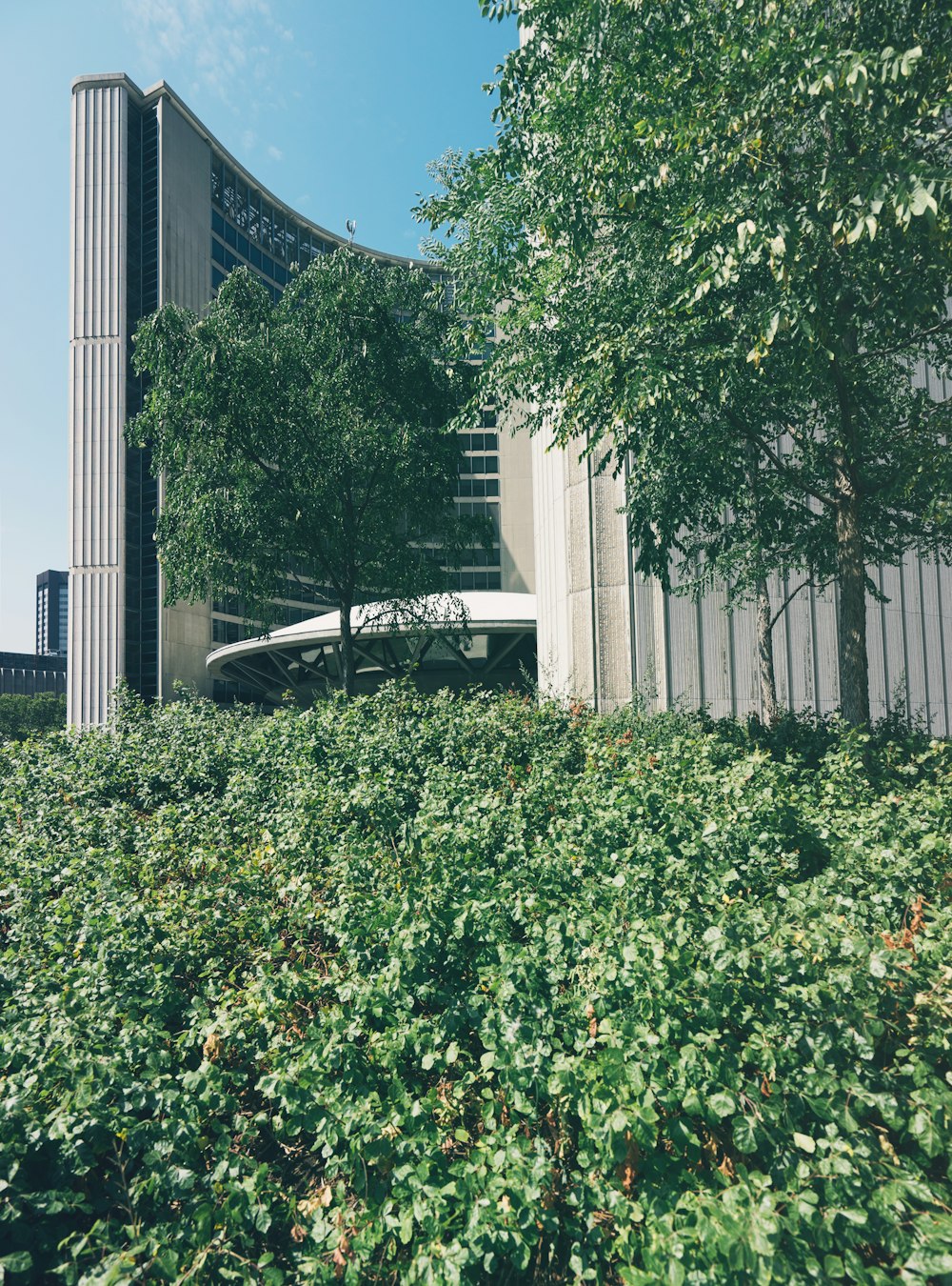 Grünblättrige Pflanze in der Nähe des Gebäudes während des Tages