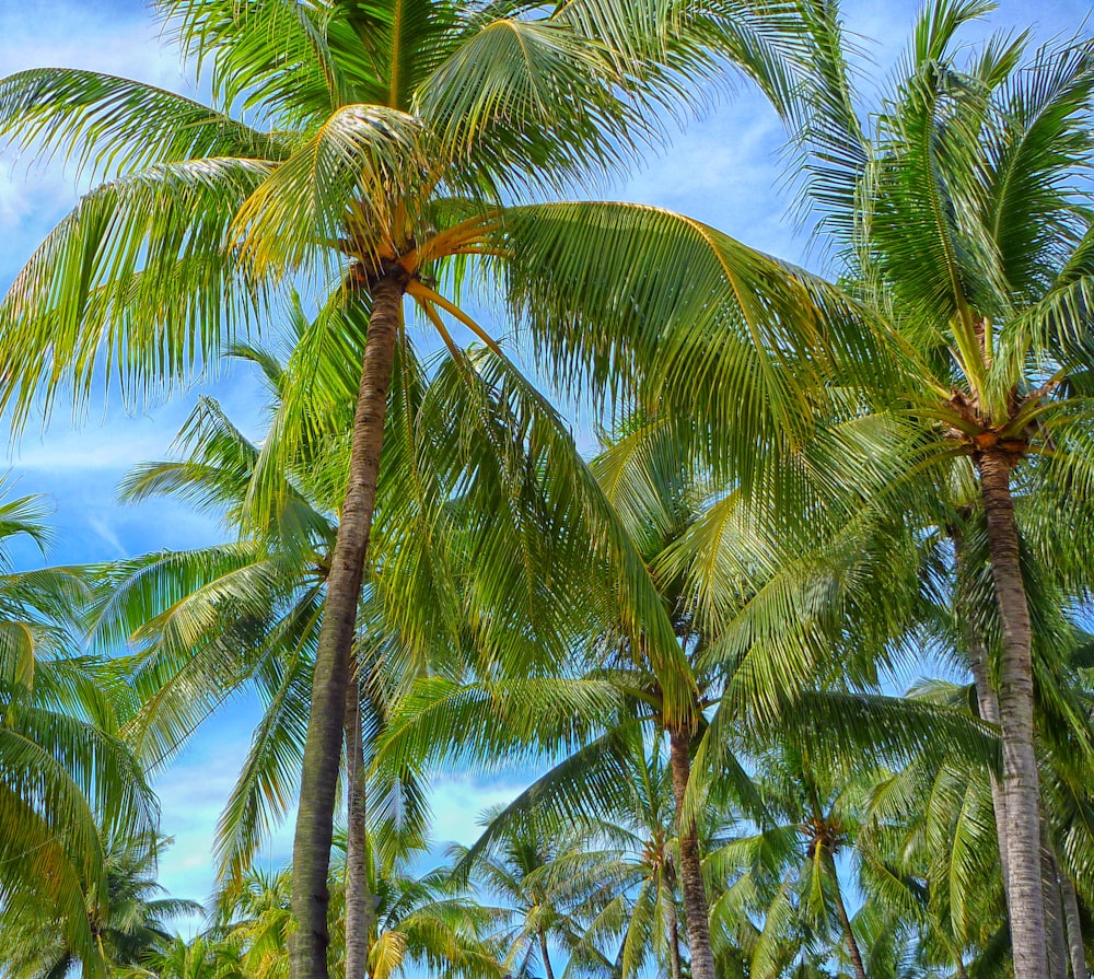 grüne Kokospalmen
