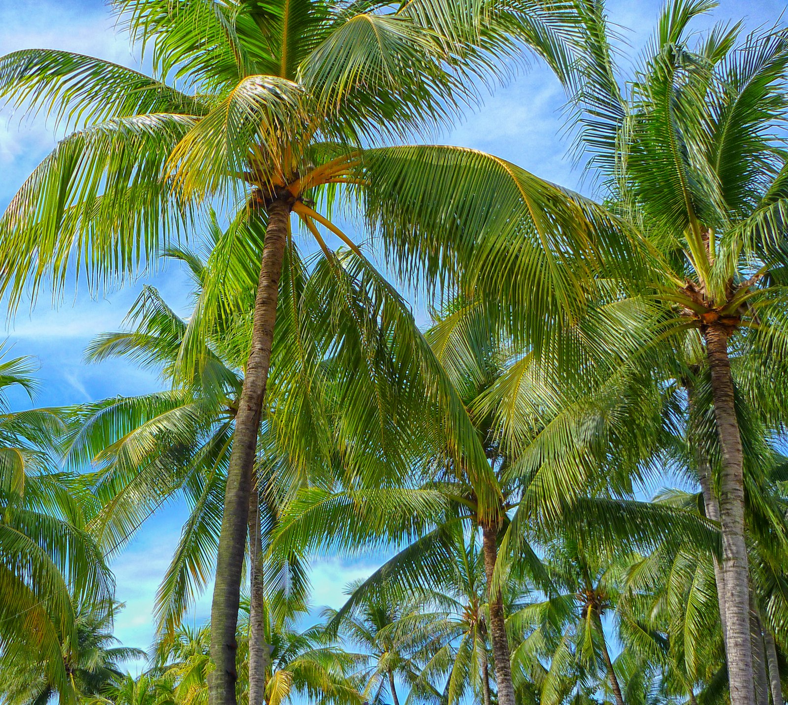 Panasonic DMC-FT2 sample photo. Green coconut trees photography