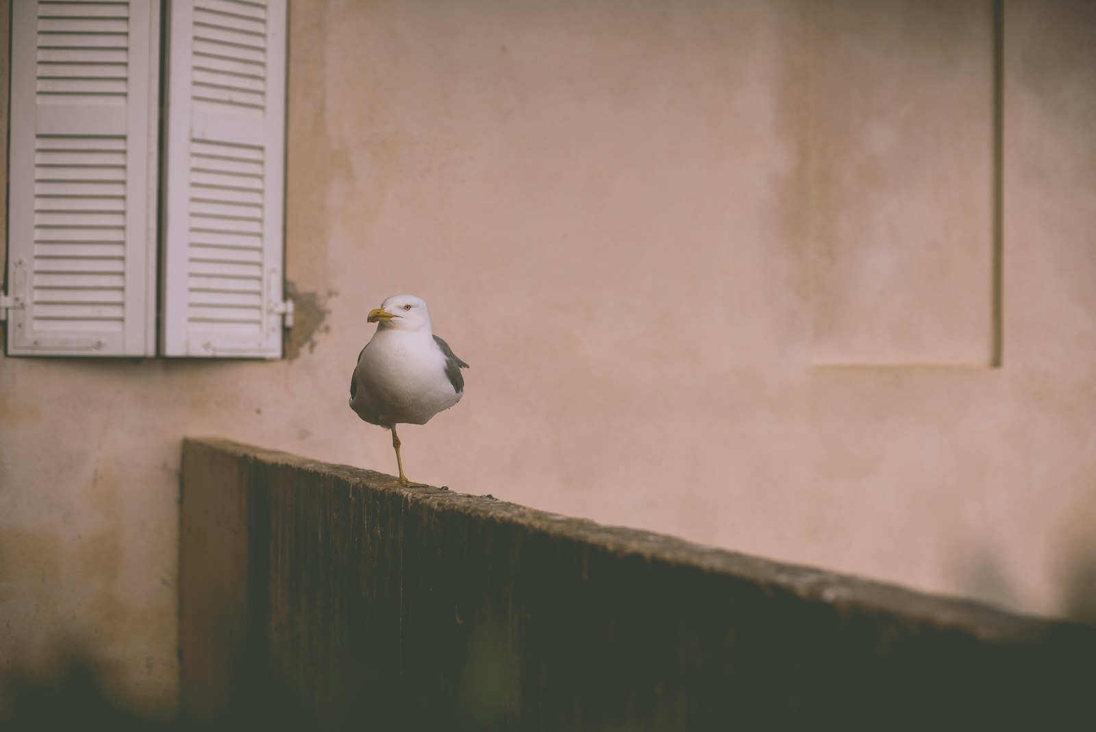 Nikon AF Nikkor 50mm F1.4D sample photo. White bird perching on photography