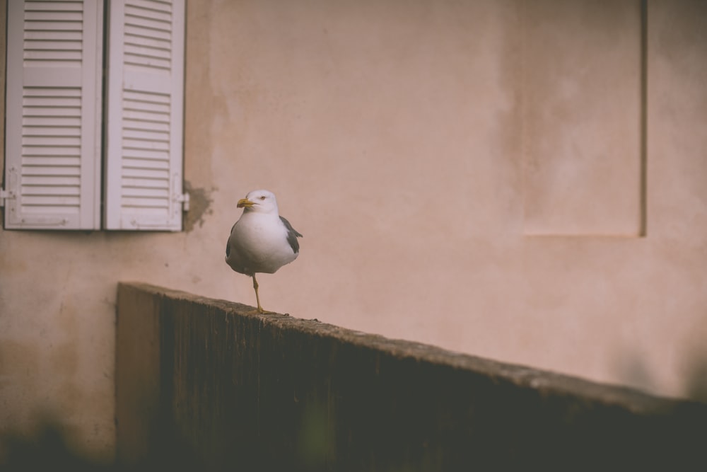 창문 근처의 갈색 나무 울타리에 앉아있는 흰 새
