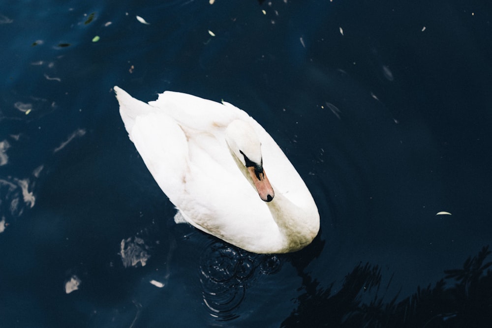 white duck on body of water