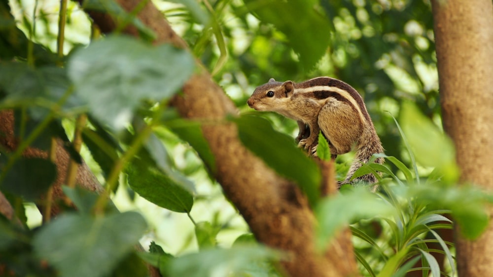 brown chipmunk on branch of tree