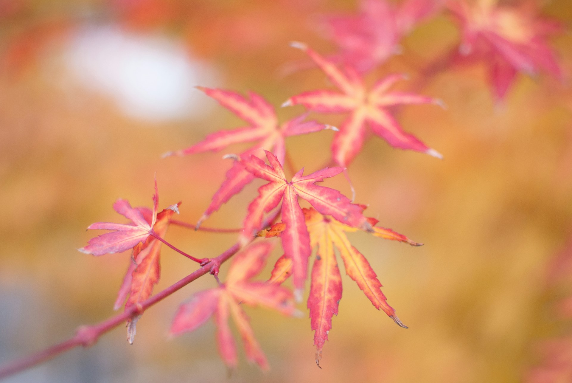 A close-up of colorful autumn leaves with 'pleasher' artistically placed in bold, warm tones across the center.