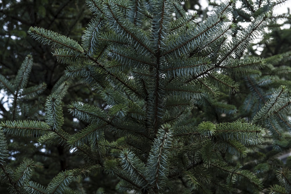 green-leafed tree