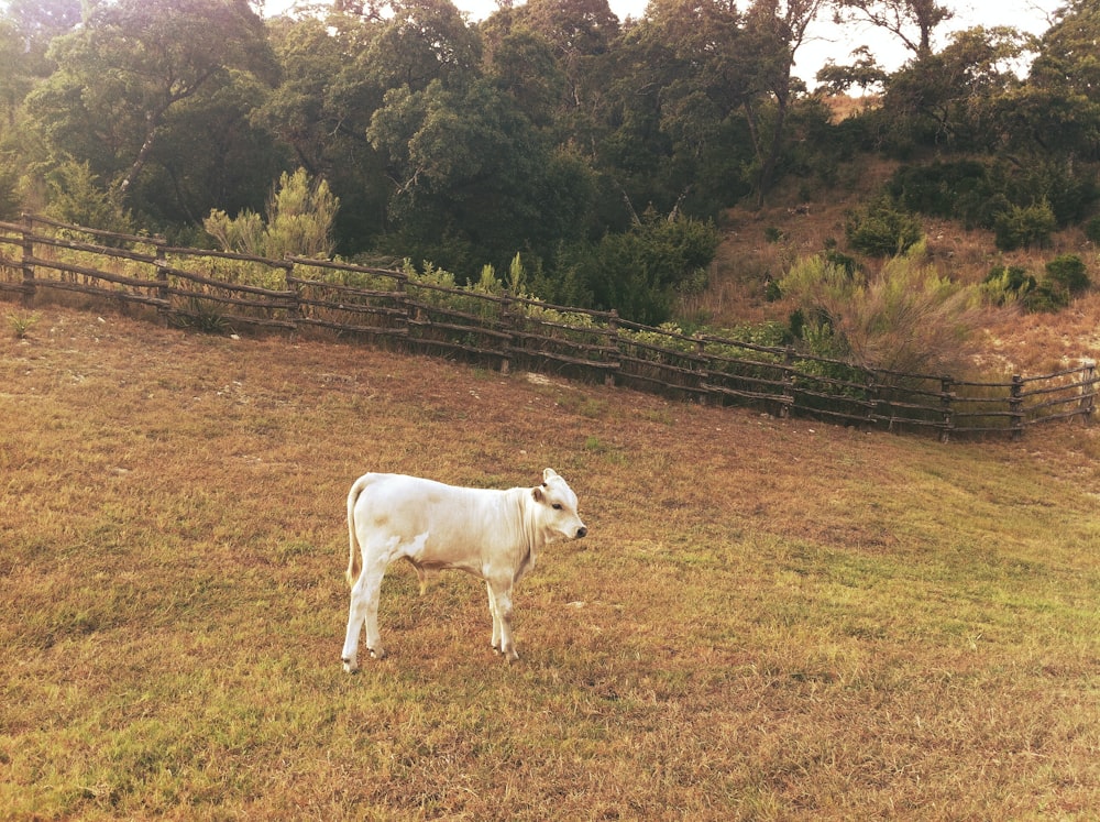 The Elegance of White Cows Graceful Pastoral Beauties