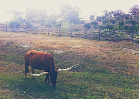 A large Texas Longhorn cow with impressive long horns is grazing on a grassy field. The landscape features a split-rail wooden fence and rolling hills with sparse trees and bushes in the background. The lighting is soft, suggesting a time near sunrise or sunset.