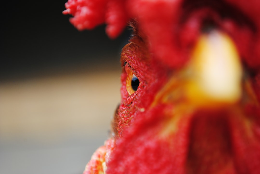 Closeup of an angry rooster's face