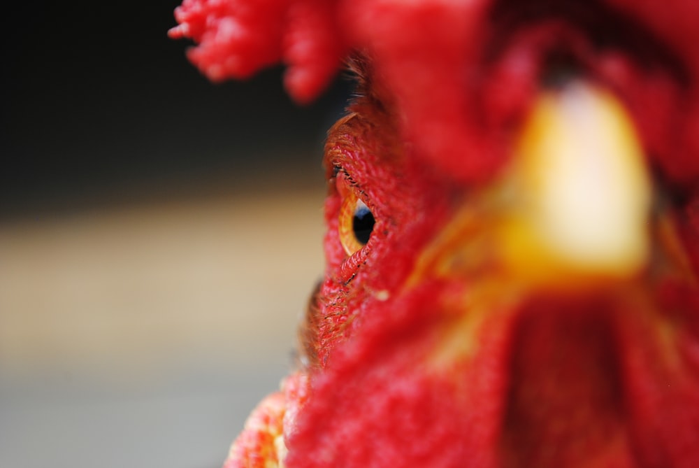 Closeup of an angry rooster's face