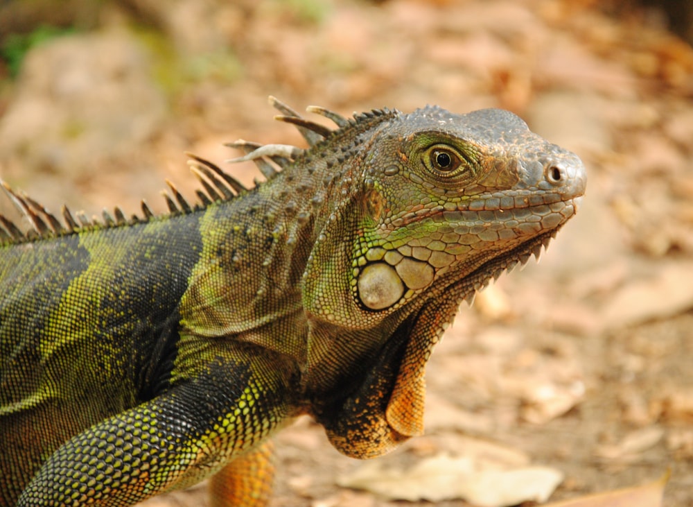 lagarto verde