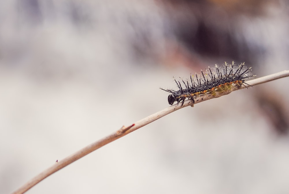 shallow focus of caterpillar on tree branch during daytime