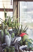 A collection of colorful succulents arranged neatly on a bright windowsill.