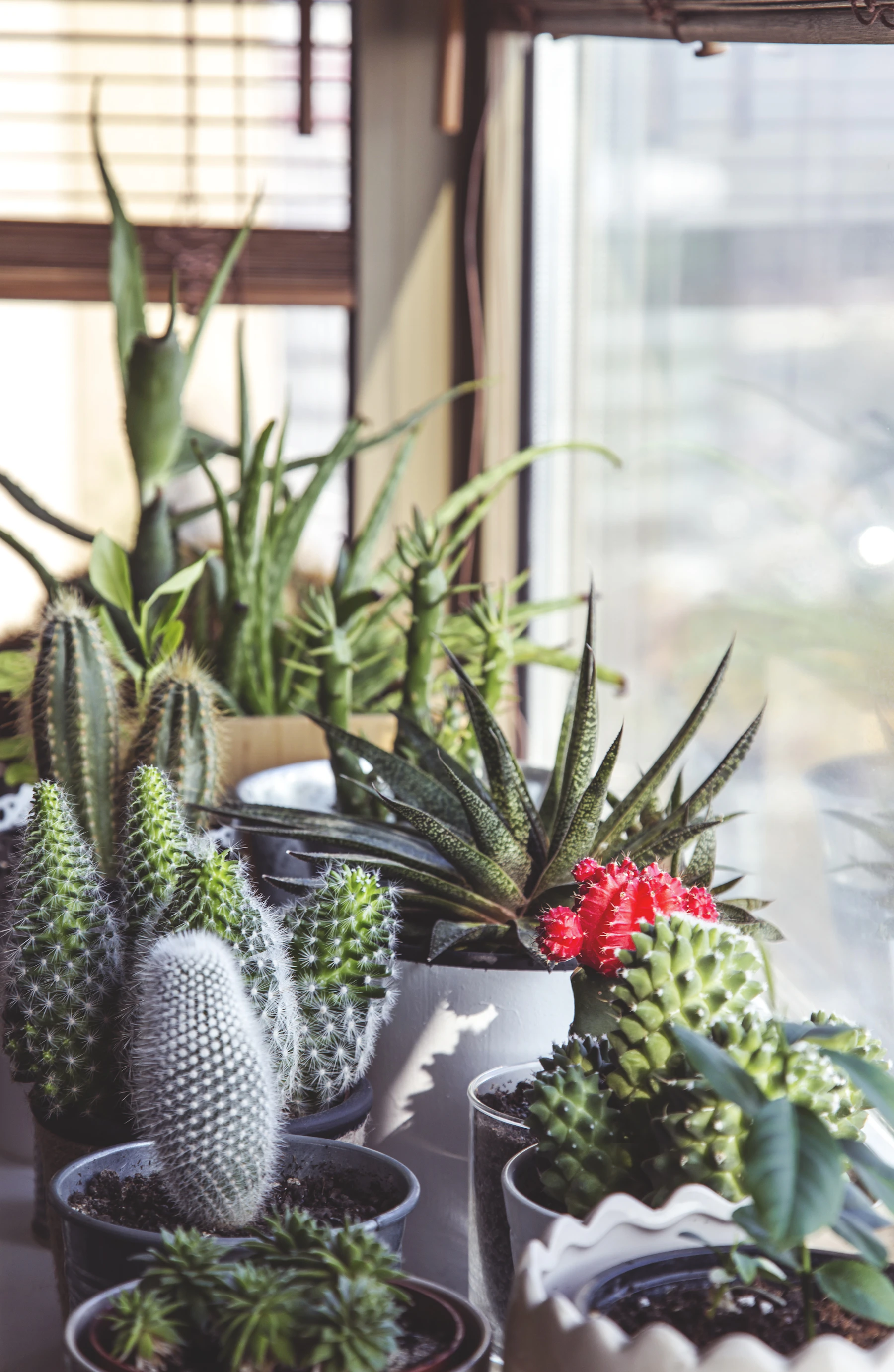 A sunny windowsill crowded with small cacti, a spotted gasteria and a red-topped grafted cactus in pots