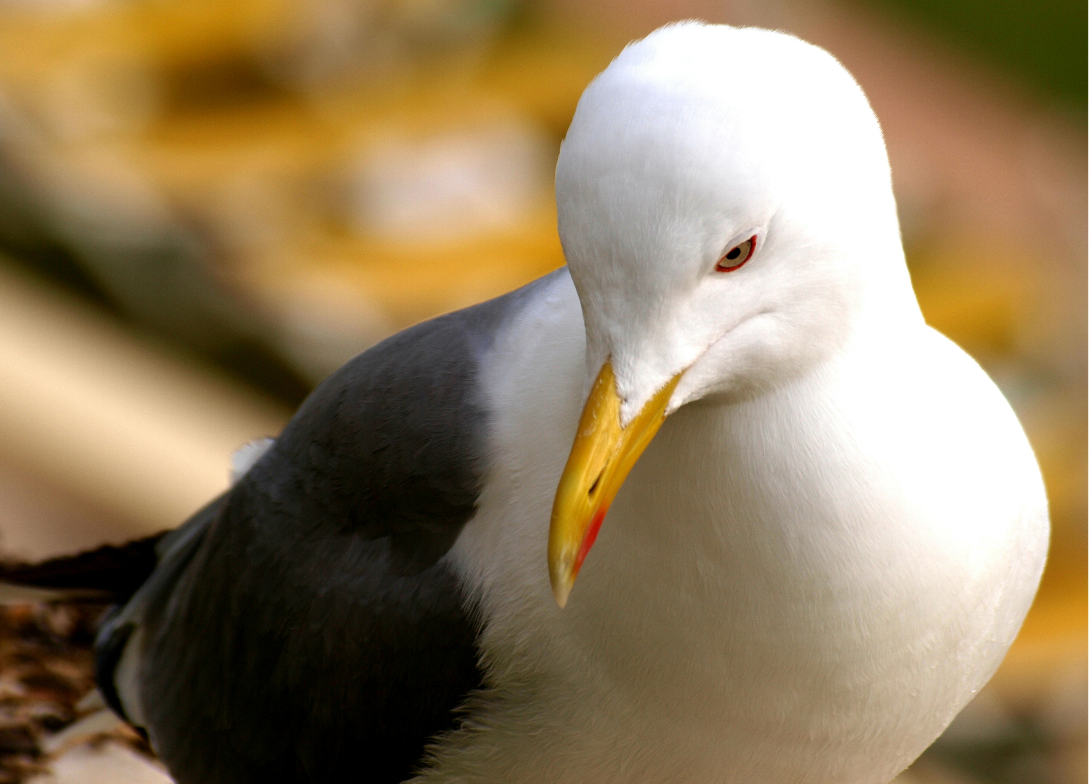 Free Unsplash photo from Maria João DeSantis