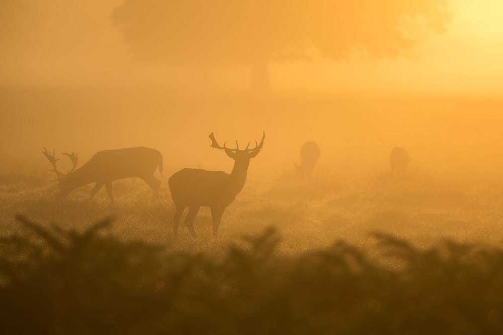two deers silhouettes