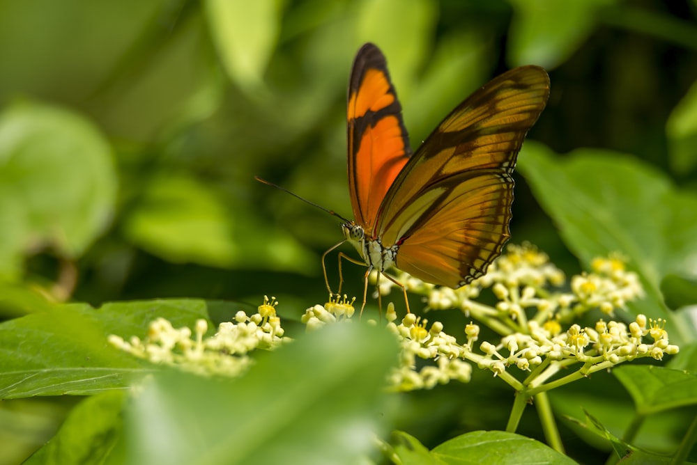 Photographie sélective de papillon orange perché sur une fleur à pétales jaunes