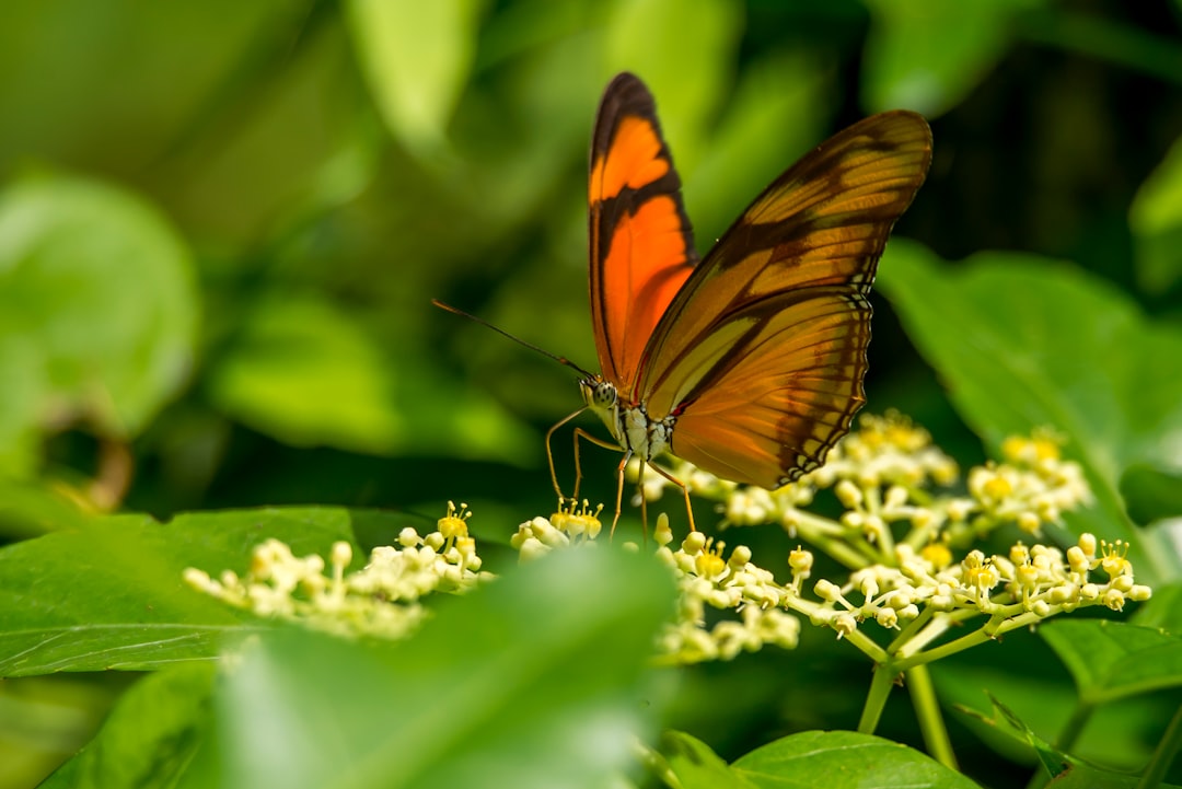 selective focus photography of orange butterfly perched on yellow petaled flower