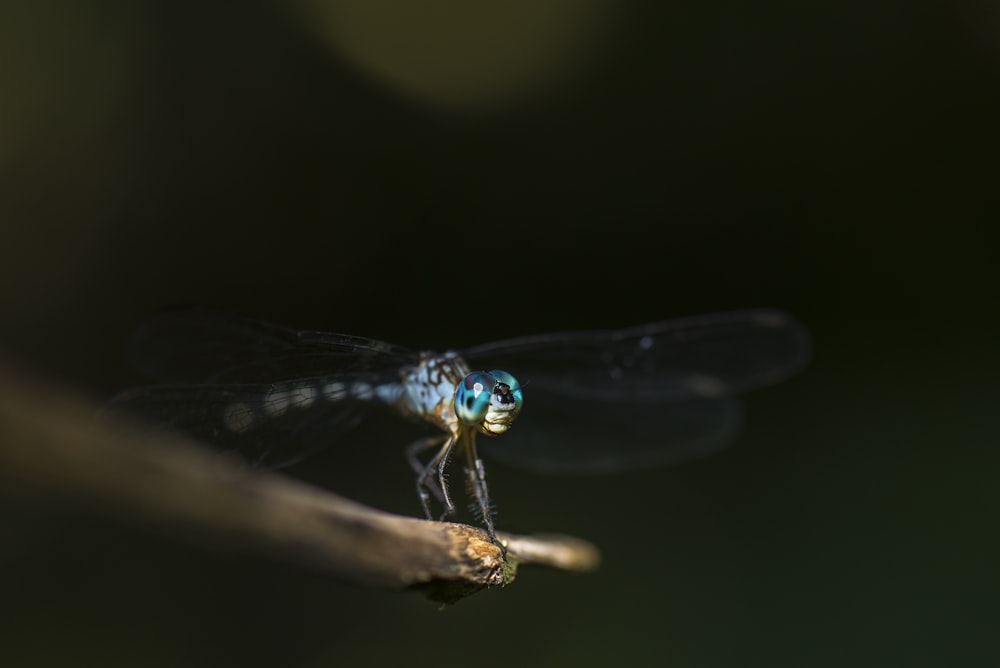 Fotografía de enfoque superficial libélula azul